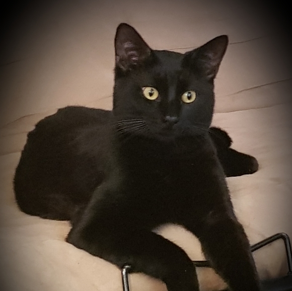 Meet your Posher, Sarah - Picture 3 of 4